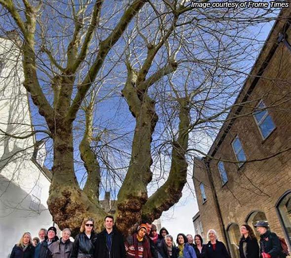 Cby frome tree ftont