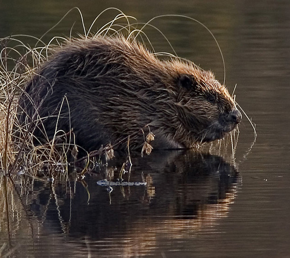 Beaver