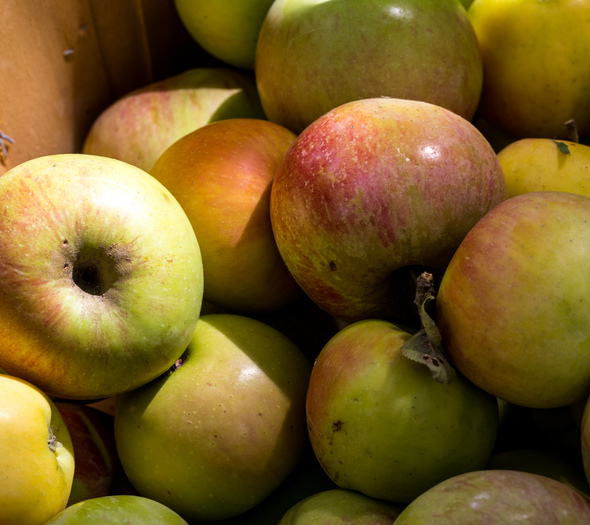 Mixed apples for cider pressing
